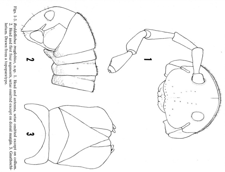 Представитель Семейства Typhlobolellidae